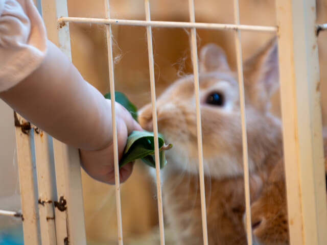 うさぎに餌を与える様子